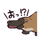 カモノハシです。（個別スタンプ：29）