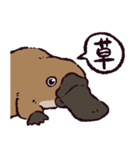 カモノハシです。（個別スタンプ：36）