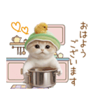 スコティッシュ猫 メロン帽 思いやり 敬語（個別スタンプ：1）