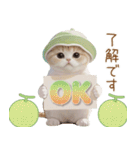 スコティッシュ猫 メロン帽 思いやり 敬語（個別スタンプ：3）