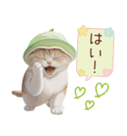 スコティッシュ猫 メロン帽 思いやり 敬語（個別スタンプ：4）