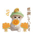 スコティッシュ猫 メロン帽 思いやり 敬語（個別スタンプ：6）