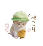 スコティッシュ猫 メロン帽 思いやり 敬語（個別スタンプ：8）