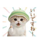 スコティッシュ猫 メロン帽 思いやり 敬語（個別スタンプ：10）