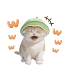 スコティッシュ猫 メロン帽 思いやり 敬語（個別スタンプ：11）