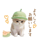 スコティッシュ猫 メロン帽 思いやり 敬語（個別スタンプ：12）