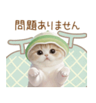 スコティッシュ猫 メロン帽 思いやり 敬語（個別スタンプ：13）