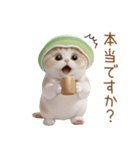 スコティッシュ猫 メロン帽 思いやり 敬語（個別スタンプ：16）