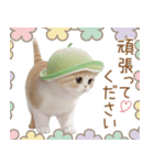 スコティッシュ猫 メロン帽 思いやり 敬語（個別スタンプ：18）