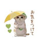 スコティッシュ猫 メロン帽 思いやり 敬語（個別スタンプ：20）