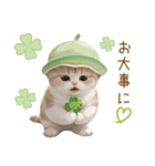 スコティッシュ猫 メロン帽 思いやり 敬語（個別スタンプ：24）