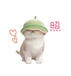 スコティッシュ猫 メロン帽 思いやり 敬語（個別スタンプ：28）
