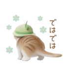 スコティッシュ猫 メロン帽 思いやり 敬語（個別スタンプ：31）