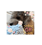 可愛いシルバートイ クリシェ25.10（個別スタンプ：11）