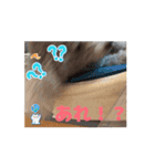 可愛いシルバートイ クリシェ25.10（個別スタンプ：13）