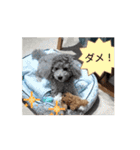 可愛いシルバートイ クリシェ25.10（個別スタンプ：15）