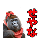 ずっと使える♡関西弁メスゴリラ（個別スタンプ：11）