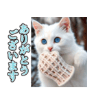飛び出す★冬を感じる白猫_挨拶（個別スタンプ：4）