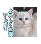 飛び出す★冬を感じる白猫_挨拶（個別スタンプ：5）