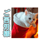 飛び出す★冬を感じる白猫_挨拶（個別スタンプ：7）