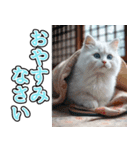 飛び出す★冬を感じる白猫_挨拶（個別スタンプ：8）