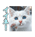 飛び出す★冬を感じる白猫_挨拶（個別スタンプ：12）
