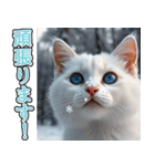 飛び出す★冬を感じる白猫_挨拶（個別スタンプ：18）