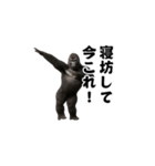 飛び出す！今これ界隈マウンテンゴリラ（個別スタンプ：3）