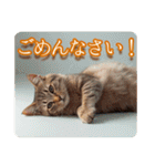 ゆるかわ猫の引き寄せスタンプ（個別スタンプ：10）