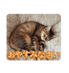 ゆるかわ猫の引き寄せスタンプ（個別スタンプ：12）