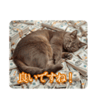 ゆるかわ猫の引き寄せスタンプ（個別スタンプ：38）
