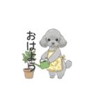 家族で使いやすいスタンプ（トイプードル）（個別スタンプ：1）