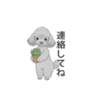 家族で使いやすいスタンプ（トイプードル）（個別スタンプ：14）