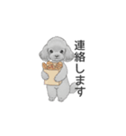 家族で使いやすいスタンプ（トイプードル）（個別スタンプ：33）