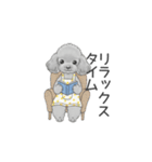 家族で使いやすいスタンプ（トイプードル）（個別スタンプ：36）