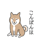 柴犬スタンプ（日常会話）（個別スタンプ：11）