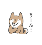 柴犬スタンプ（日常会話）（個別スタンプ：16）