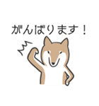柴犬スタンプ（日常会話）（個別スタンプ：18）