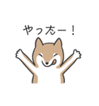 柴犬スタンプ（日常会話）（個別スタンプ：19）