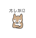 柴犬スタンプ（日常会話）（個別スタンプ：20）