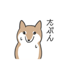 柴犬スタンプ（日常会話）（個別スタンプ：22）