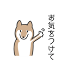 柴犬スタンプ（日常会話）（個別スタンプ：24）