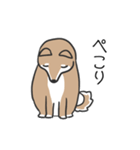 柴犬スタンプ（日常会話）（個別スタンプ：25）