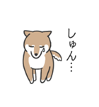 柴犬スタンプ（日常会話）（個別スタンプ：34）