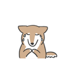 柴犬スタンプ（日常会話）（個別スタンプ：38）
