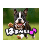 飛び出す★リアル犬にズームイン！（個別スタンプ：3）