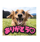 飛び出す★リアル犬にズームイン！（個別スタンプ：4）