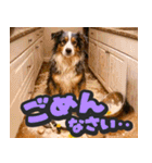 飛び出す★リアル犬にズームイン！（個別スタンプ：12）