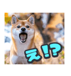 飛び出す★リアル犬にズームイン！（個別スタンプ：14）