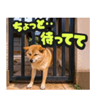 飛び出す★リアル犬にズームイン！（個別スタンプ：15）